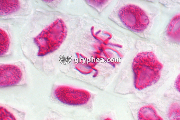 Mitoses de cellules de racine d'Ail (métaphase) - coloration Feulgen x 400 - gryphea.com